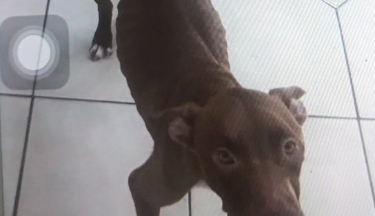 Crueldade: mulher é presa em flagrante maltratando 14 cachorros no interior da Bahia