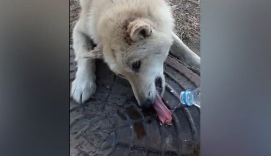 Desespero: cãozinho prende língua em bueiro e recebe ajuda; assista ao vídeo 