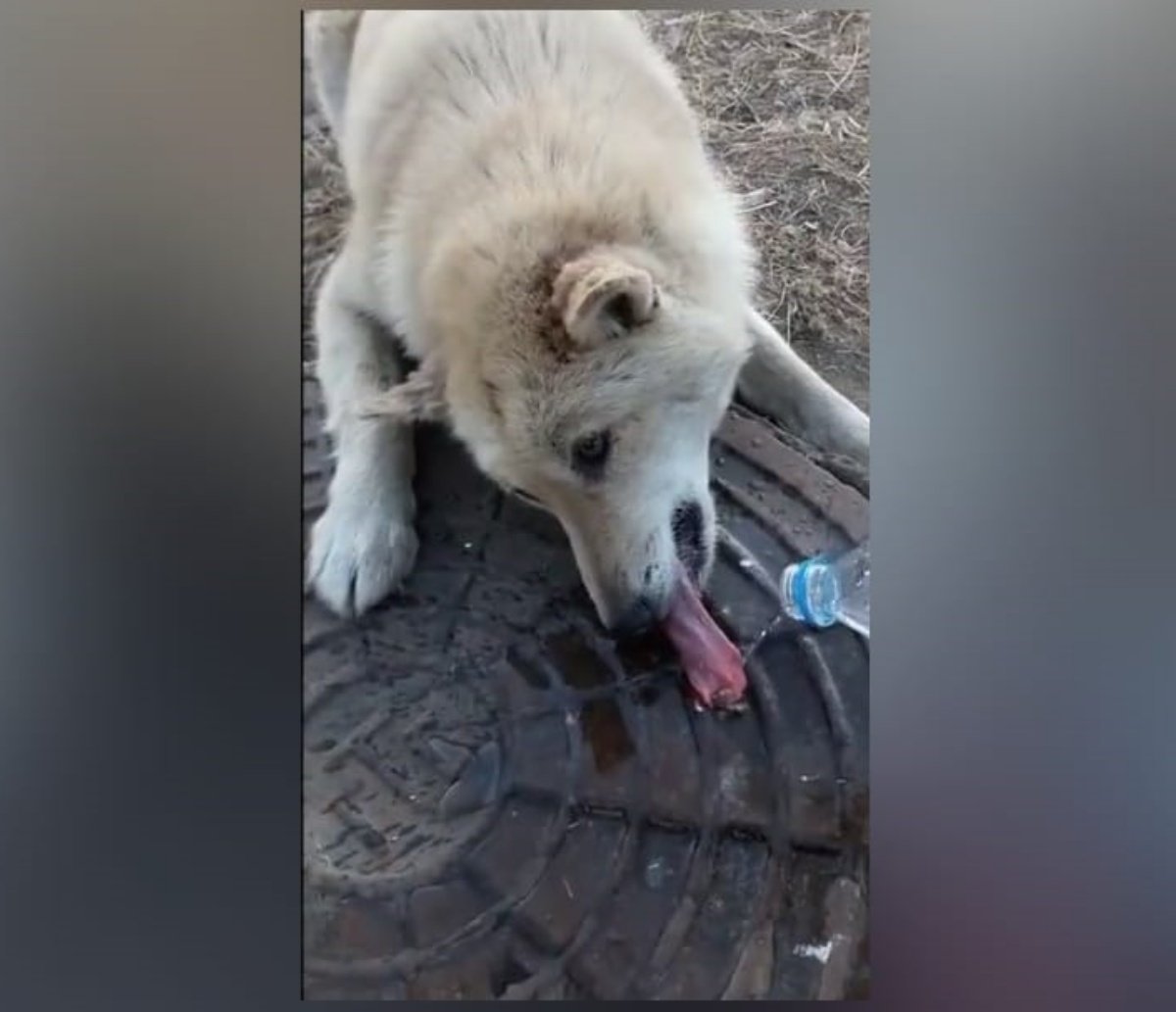 Desespero: cãozinho prende língua em bueiro e recebe ajuda; assista ao vídeo 