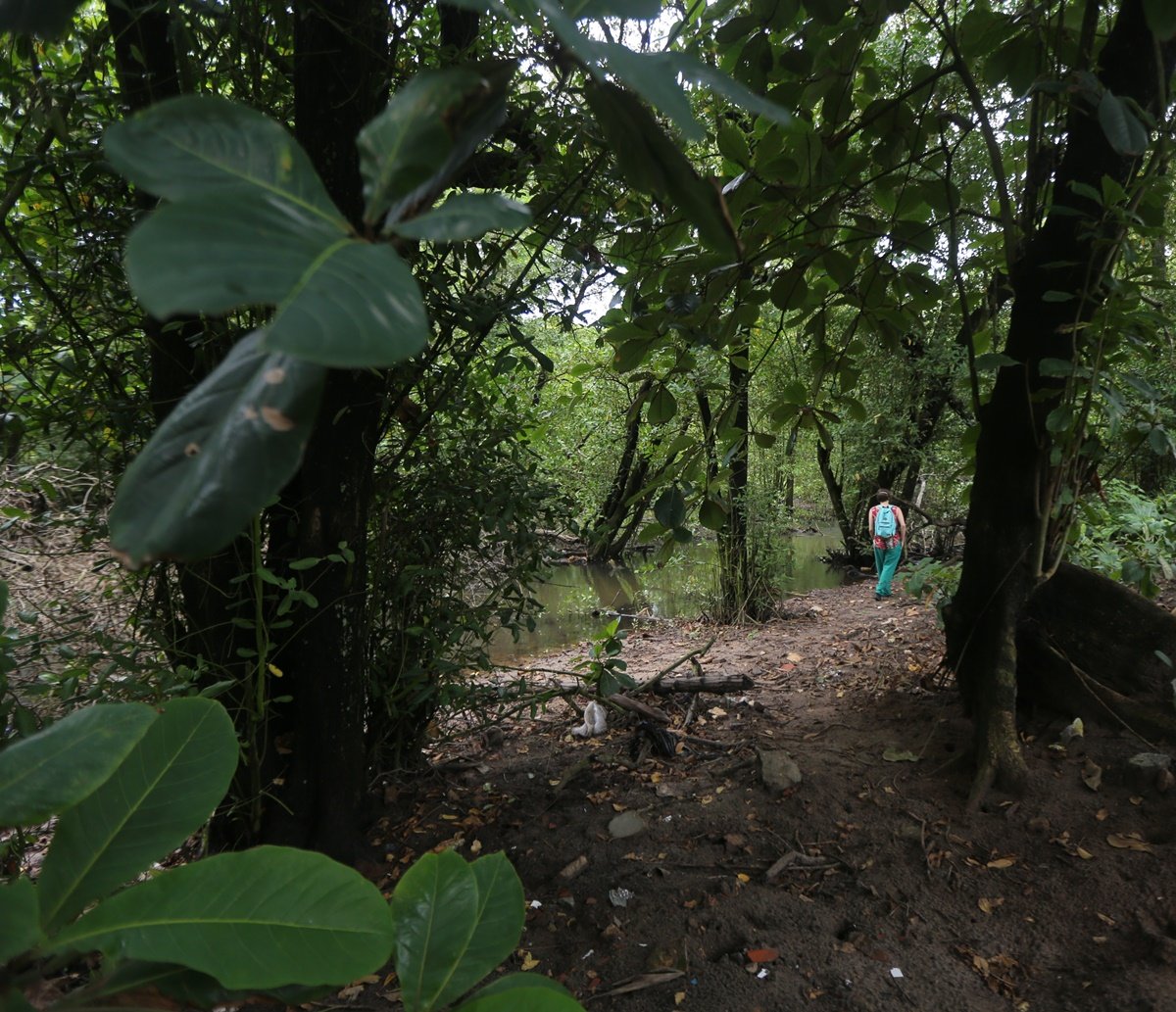 Leilão de área contígua a manguezal promovido pela Prefeitura de Salvador escancara problema antigo: cidade pode ficar mais quente e ter "colapso"