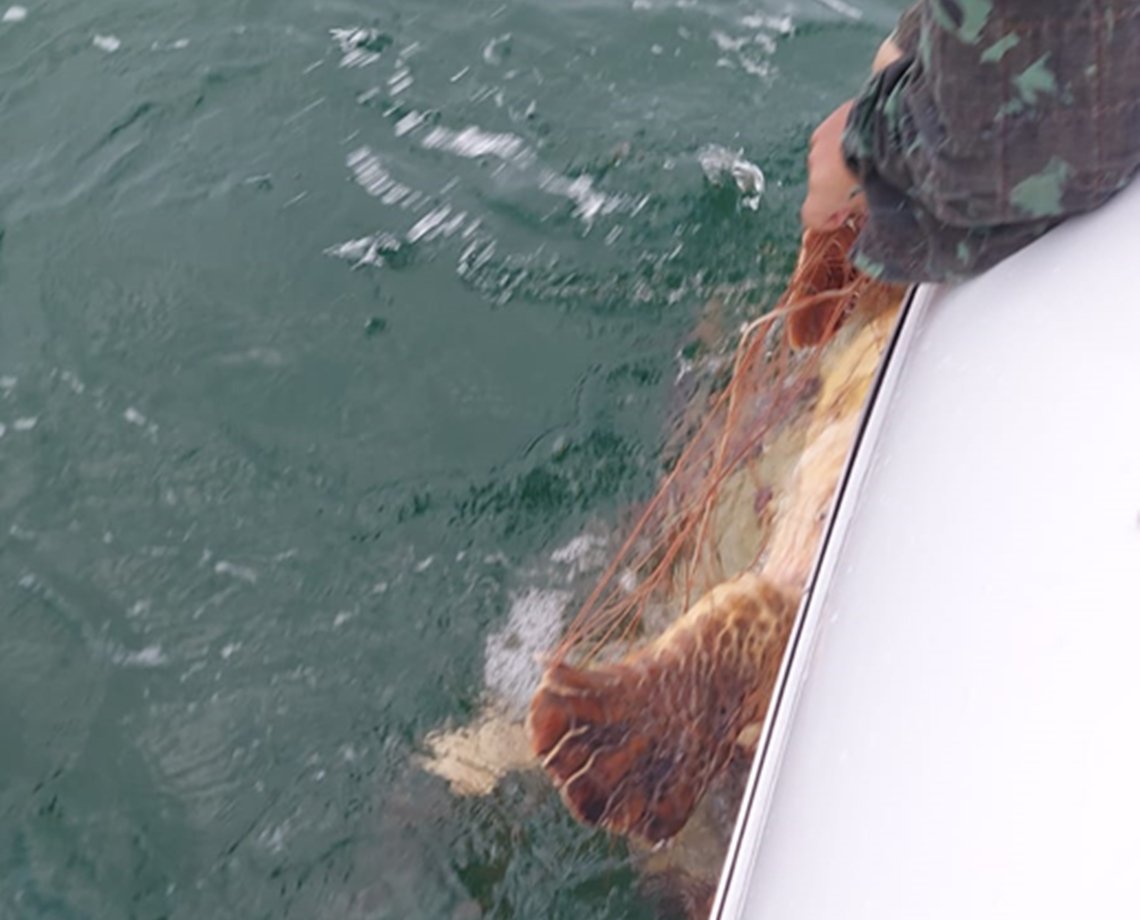 Final feliz: tartaruga cai em armadilha e fica presa em rede de pesca, mas é resgatada com segurança; assista