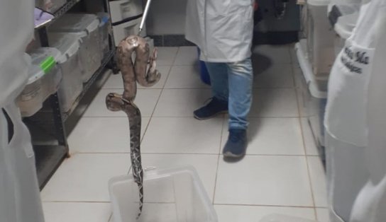 Jiboia de quase 2 metros é encontrada dentro de veículo da Transalvador; assista