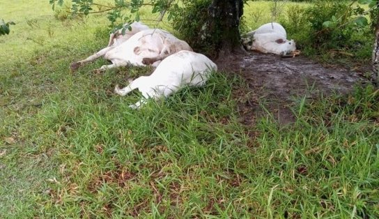 Vídeo: Raio cai em pasto e mata quatro bois no interior baiano