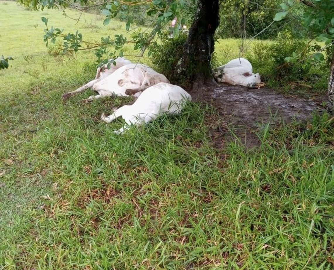 Vídeo: Raio cai em pasto e mata quatro bois no interior baiano