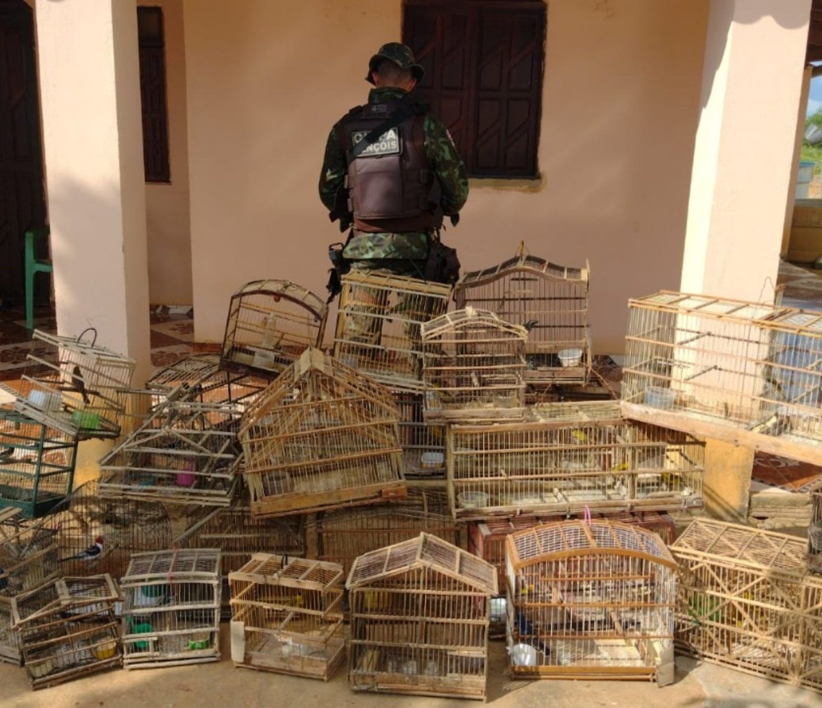 Quase 100 aves silvestres são resgatadas no interior da Bahia e devolvidas ao Meio Ambiente