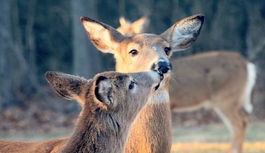 Descoberta da variante Ômicron em animais gera preocupação; veados foram infectados nos Estados Unidos