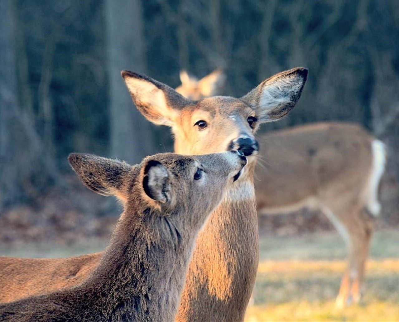 Descoberta da variante Ômicron em animais gera preocupação; veados foram infectados nos Estados Unidos