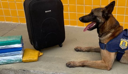 K9 Kaleu: cocaína e maconha são encontradas dentro de ônibus por cão farejador em Vitória da Conquista