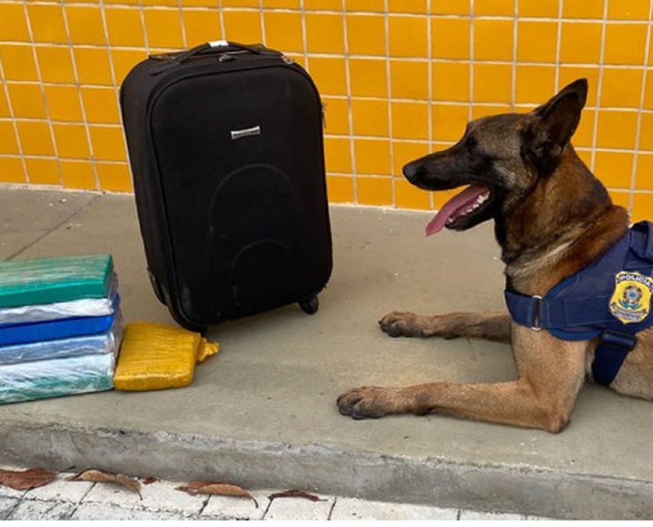 K9 Kaleu: cocaína e maconha são encontradas dentro de ônibus por cão farejador em Vitória da Conquista