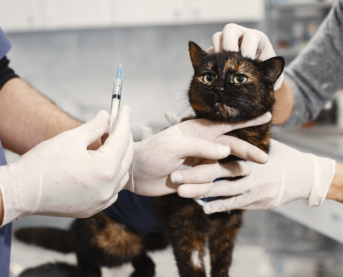 Ei, pai de pet! animais terão Dia D de vacinação antirrábica neste sábado em Salvador