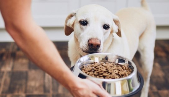 Veterinário lista alimentos mais indicados para cães e gatos; confira