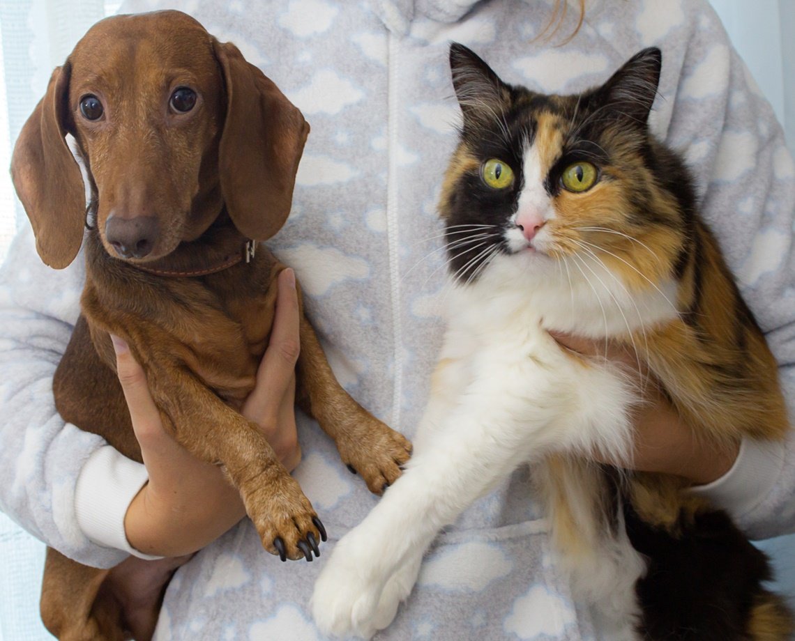 Que tal arrumar um novo amiguinho numa feira de adoção? diversos pets aguardam um lar neste final de semana