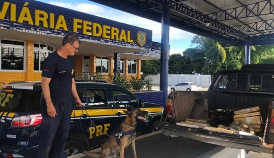 Com auxílio de cão, PRF apreende quase 65Kg de maconha na Bahia; droga foi avaliada em R$ 140 mil