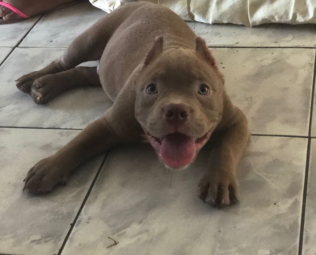 Cachorro é sequestrado durante assalto em Plataforma e família se desespera 