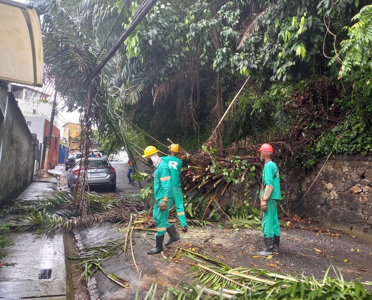 Morro do Gavazza: com impacto da chuva, árvore cai e interdita trânsito na Barra