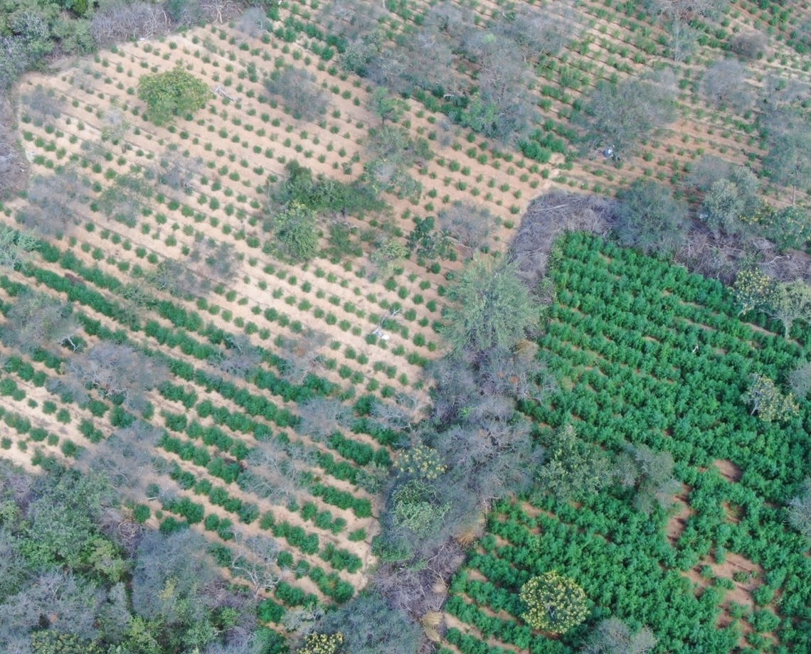 Parece uma floresta, mas é uma plantação de maconha com mais de 33 mil pés na Bahia; imagens impressionam