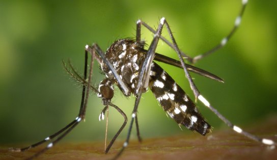 Esperança: estudo clínico de vacina para chikungunya apresenta 96% de eficácia; Salvador participa de testagem