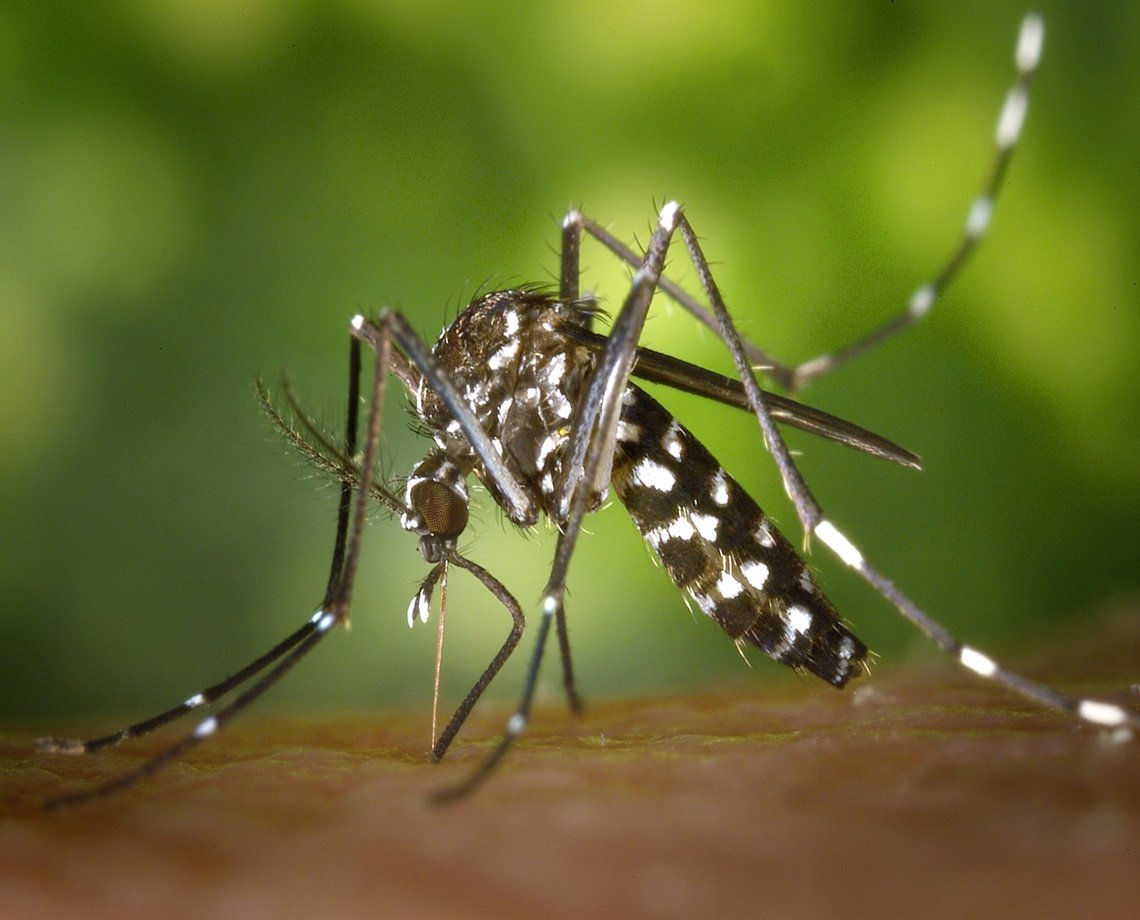 Esperança: estudo clínico de vacina para chikungunya apresenta 96% de eficácia; Salvador participa de testagem