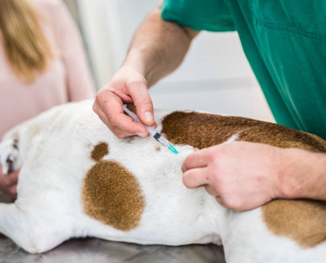 Tem ou quer ter um pet? Shopping de Salvador oferece vacinação gratuita contra raiva e sedia feira de adoção no fim de semana