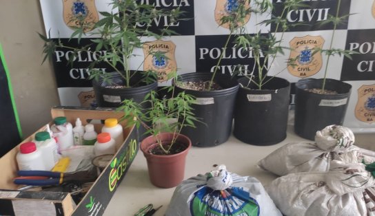 Polícia prende homem que cultivava pés de maconha dentro de casa, no interior da Bahia