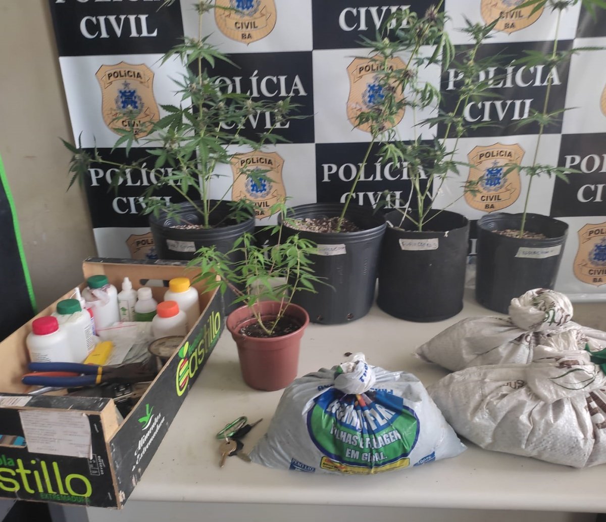 Polícia prende homem que cultivava pés de maconha dentro de casa, no interior da Bahia