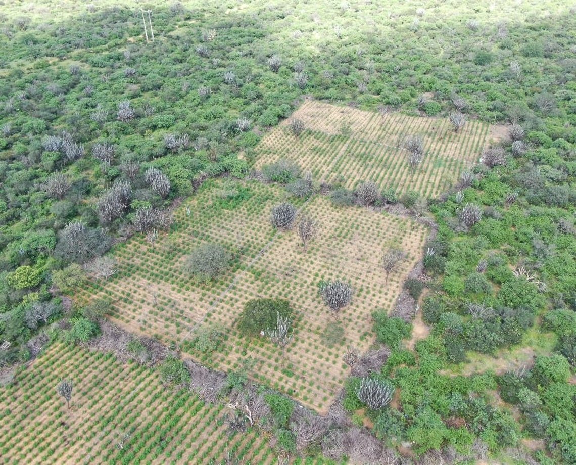 Maconha é agro? Plantação com 32 mil pés é descoberta e queimada em Juazeiro