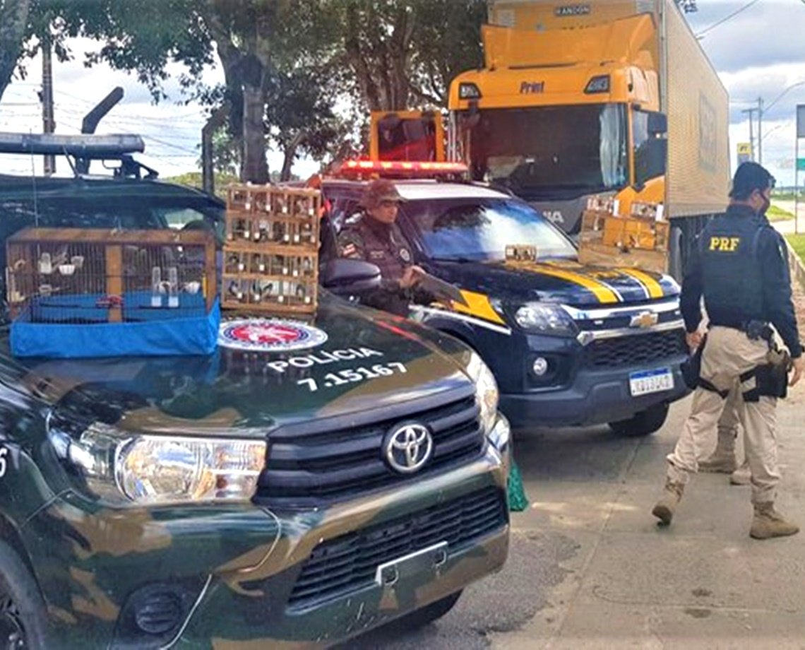 Aves são encontradas em caminhão dos Correios após fiscalização da PRF; animais seriam vendidos em Salvador