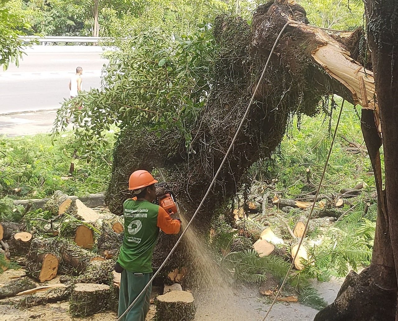 Árvore cai e interdita trecho da Estrada da Rainha, em Salvador