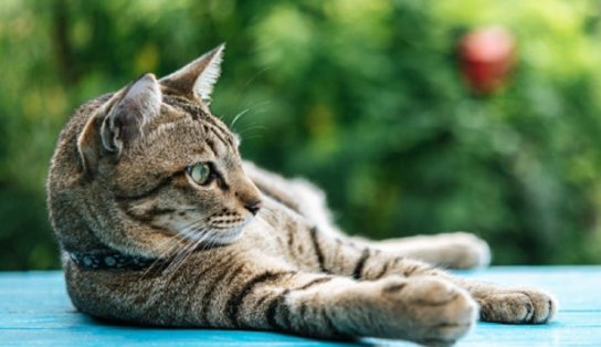 Brasileiros desenvolvem método de castração de animais sem cirurgia em apenas 20 minutos