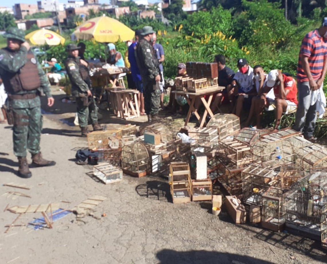 Mais de 100 aves silvestres s&atilde;o resgatadas pela pol&iacute;cia em Sim&otilde;es Filhos; animais eram vendidos em feira livre