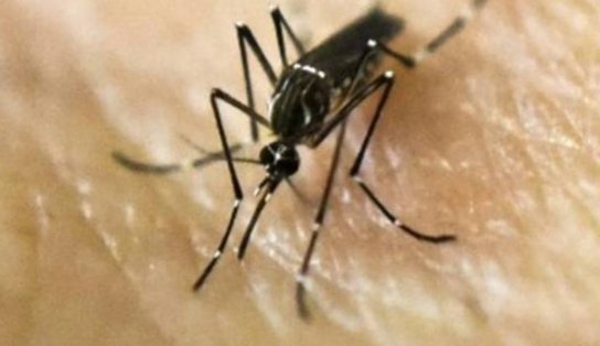 Nova variante de Zika Vírus que pode causar surto global começa a ser estudada por cientistas