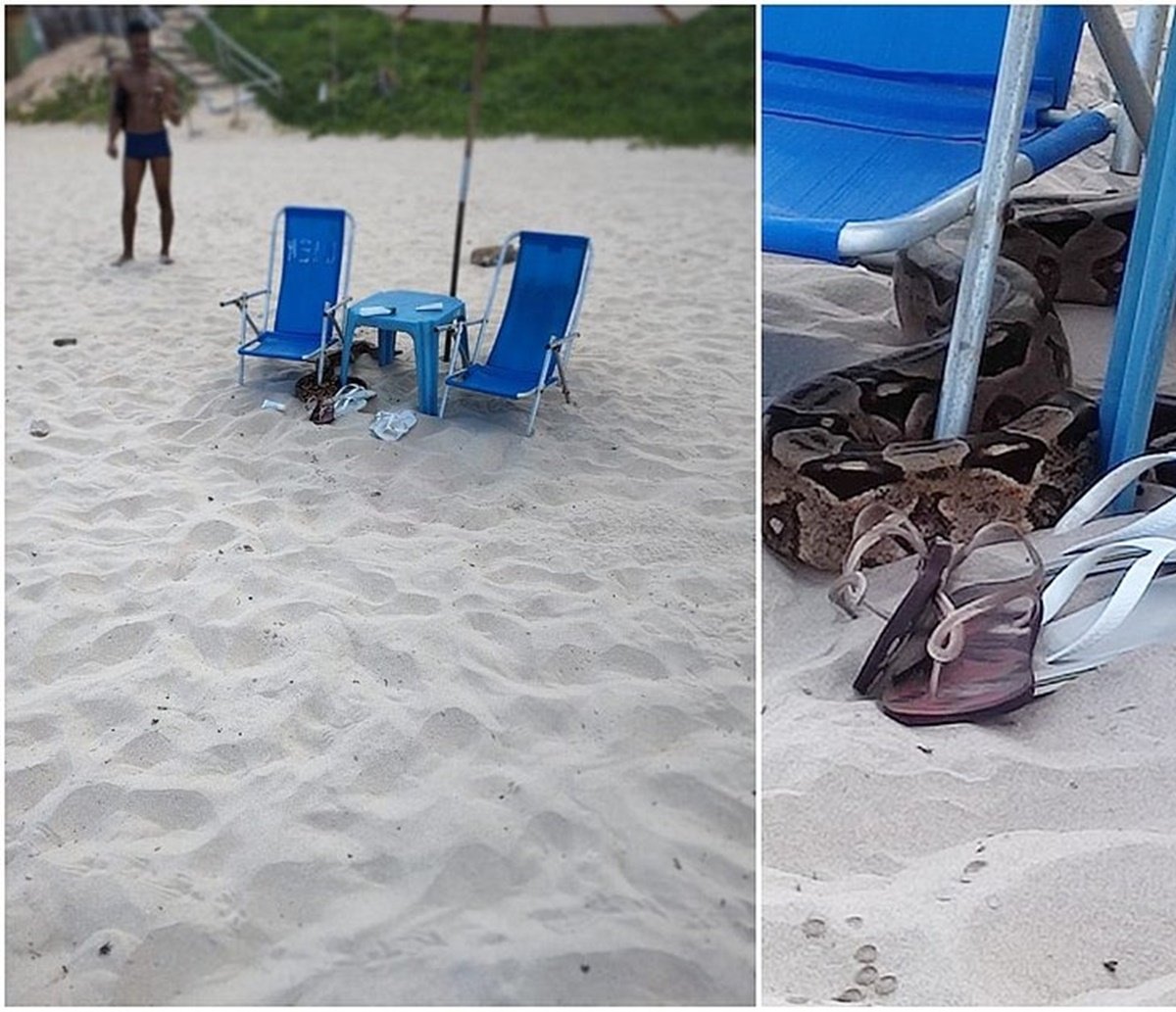 Cobra com mais de dois metros é encontrada na mesma praia onde jacaré já foi achado em Salvador  