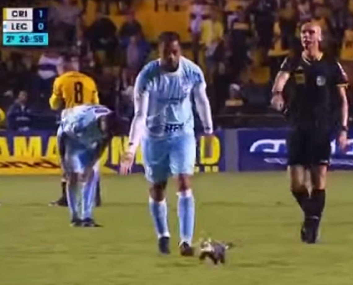 "Só na Série B!" Gambá invade campo durante partida entre Criciúma e Londrina; veja vídeo 