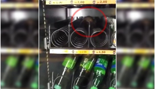 Rato é visto passeando dentro de máquina de comidas em estação do metrô de Salvador; assista  