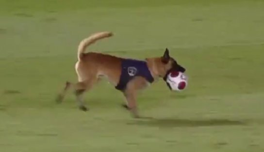 O K9 está diferente: cachorro da PM de Pernambuco invade jogo entre Náutico e Retrô, rouba a bola e sai correndo; veja vídeo