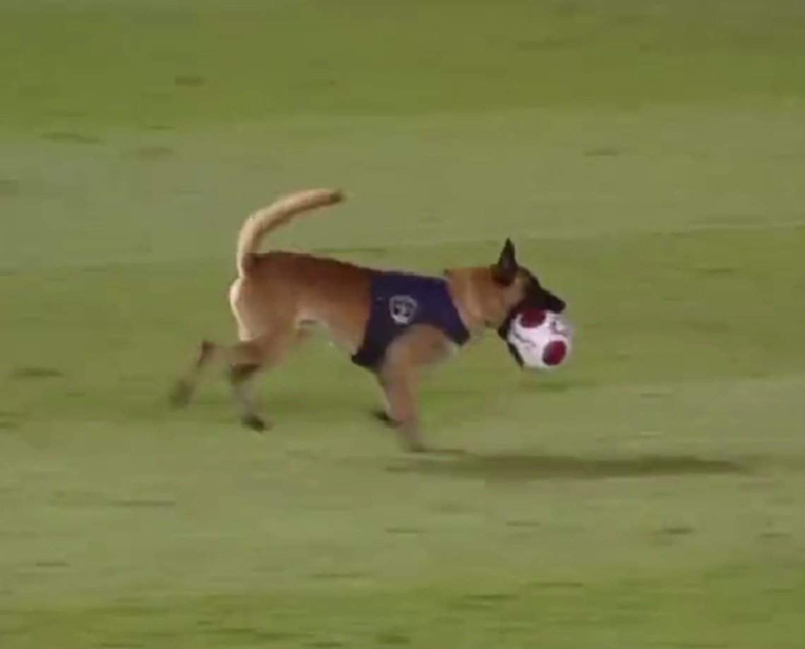 O K9 está diferente: cachorro da PM de Pernambuco invade jogo entre Náutico e Retrô, rouba a bola e sai correndo; veja vídeo