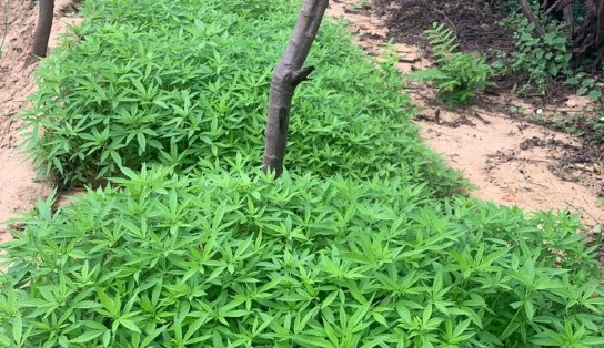 Mais de cinco mil pés de maconha são incinerados por policiais militares no interior da Bahia