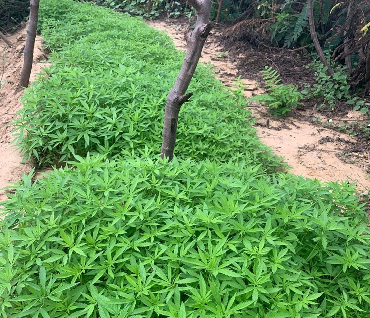 Mais de cinco mil pés de maconha são incinerados por policiais militares no interior da Bahia