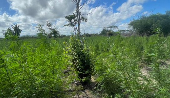 Mais repressão: Caatinga da PM encontra 85 mil pés de maconha no momento em que droga "desaparece do mercado" em Salvador  