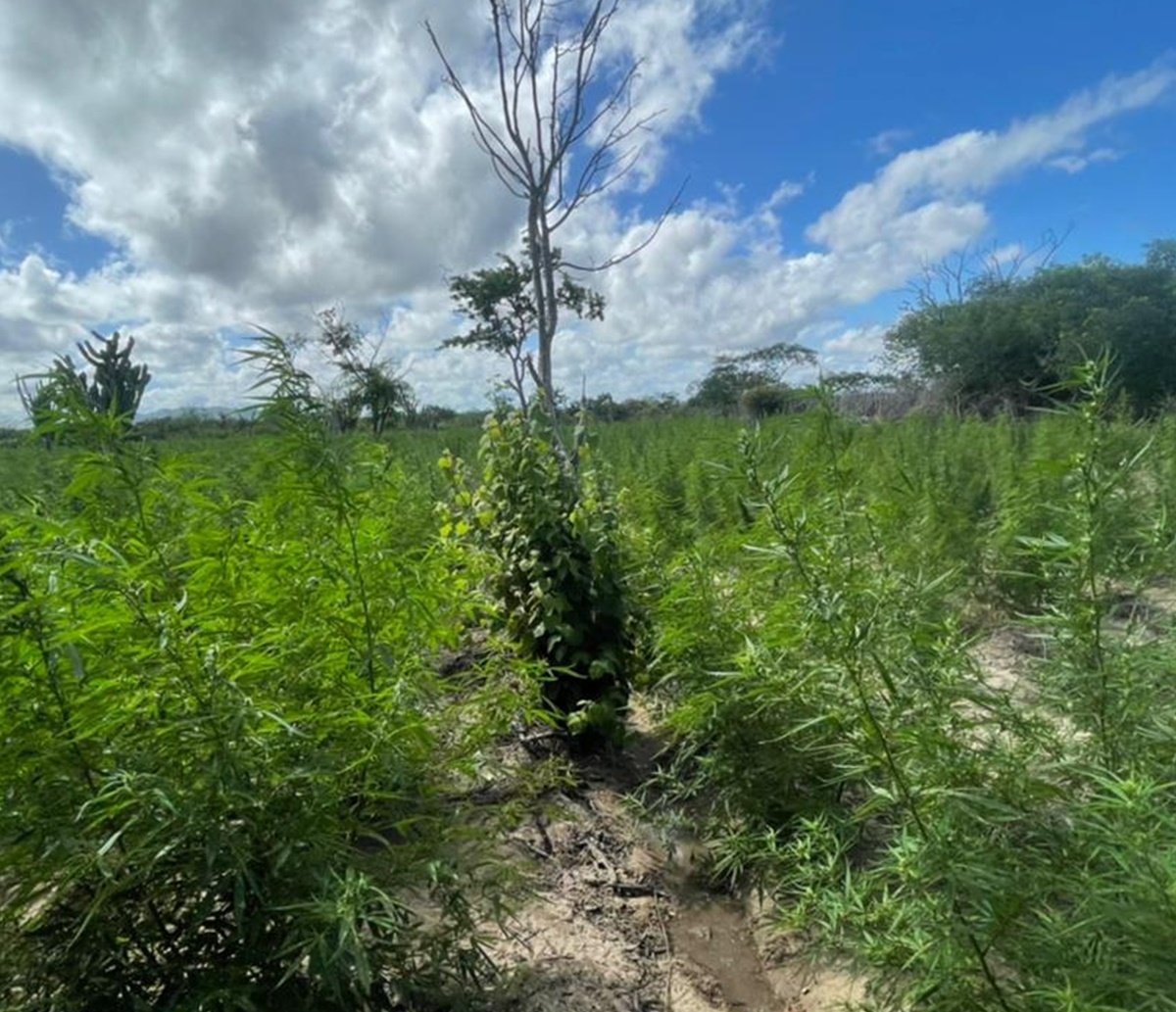 Mais repressão: Caatinga da PM encontra 85 mil pés de maconha no momento em que droga "desaparece do mercado" em Salvador  