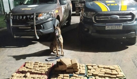 Com ajuda de cão farejador, PRF apreende 160 kg de maconha e aumenta sofrimento dos usuários da droga; operações no mês de abril fazem “verdinha” sumir do mercado