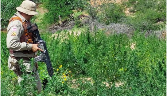 Plantação com cerca de 15 mil pés de maconha é erradicada em Casa Nova, na Bahia 