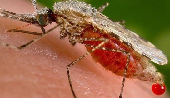 Casos de dengue aumentam 113,7% esse ano no Brasil; Na Bahia, cresce Chinkungunya