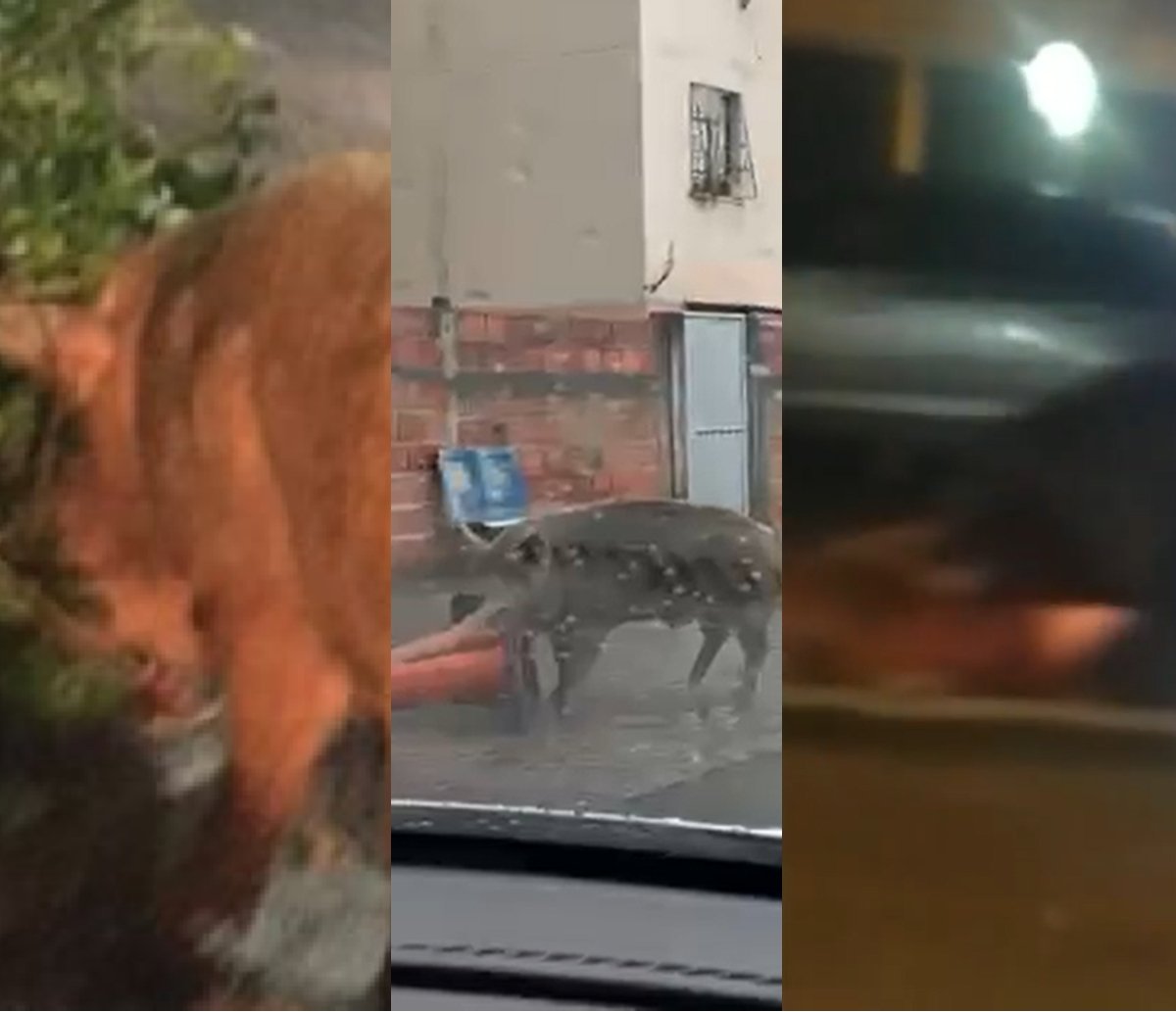 Assa "suíno": famoso no Cabula, "porcão" é atropelado na Rua Silveira Martins  