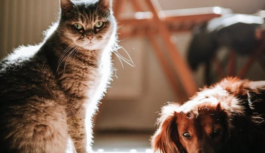 Salvador promove feira virtual inédita para adoção de cães e gatos