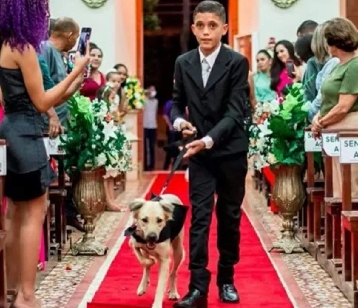 Pajens caninos: padre encerra casamento após ver cães com alianças 