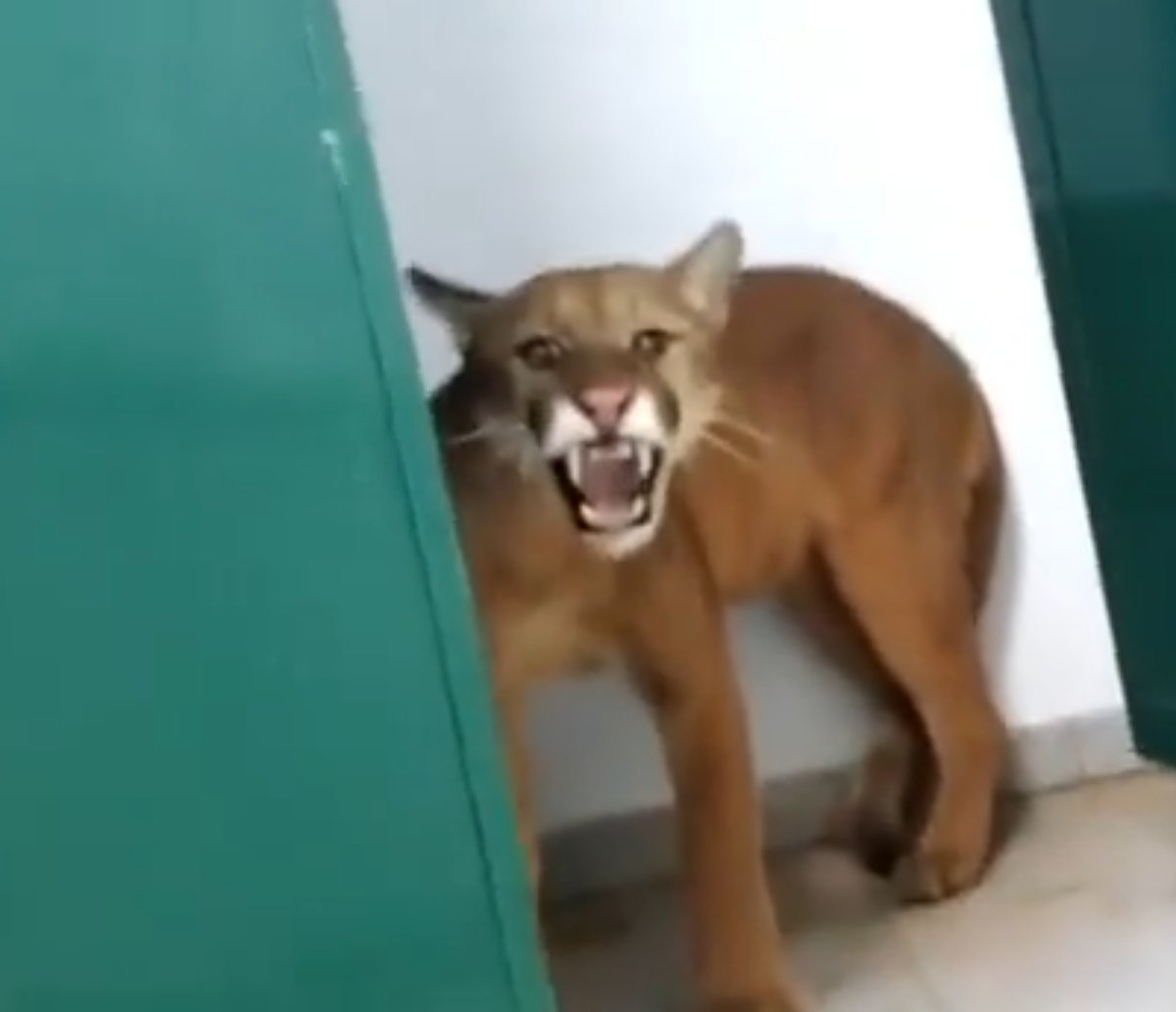 Onça é flagrada em banheiro de escola em Minas Gerais e ameaça atacar estudante; confira o vídeo do flagrante e da captura do animal