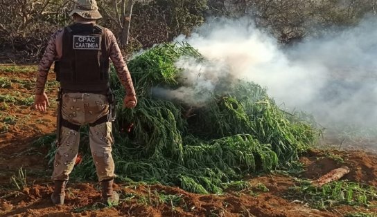 Terra Limpa: operação da PM erradica 90 mil pés de maconha em Sento Sé