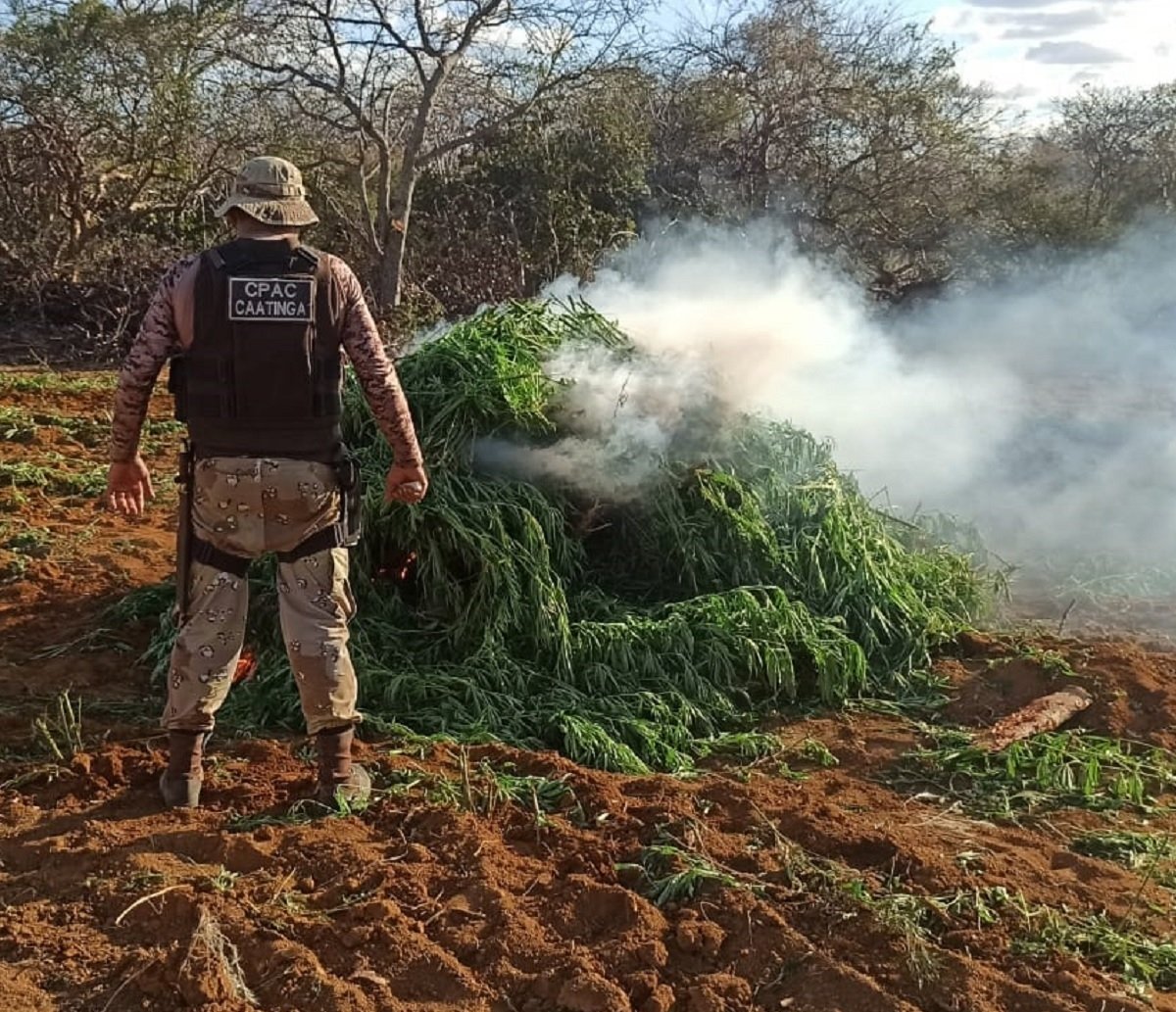 Terra Limpa: operação da PM erradica 90 mil pés de maconha em Sento Sé