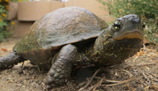 Dia Mundial das Tartarugas: saiba o que está por trás dessa data e quais espécies vivem no Brasil